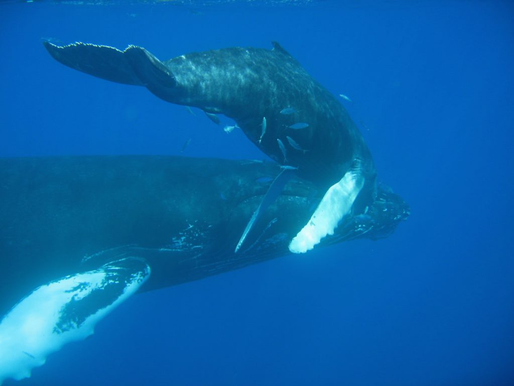 Patient image of: Sonja Lowenfish