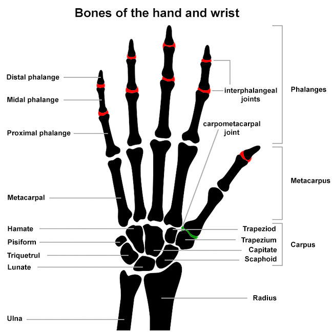 Bones of the hand, labeled.