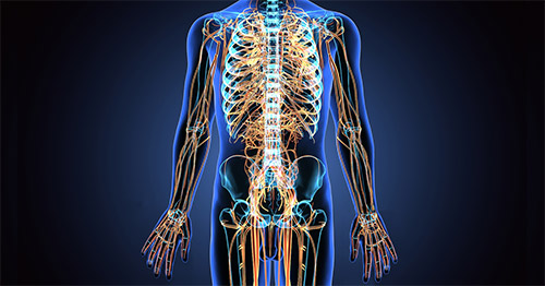 Illustration of the central nervous system.