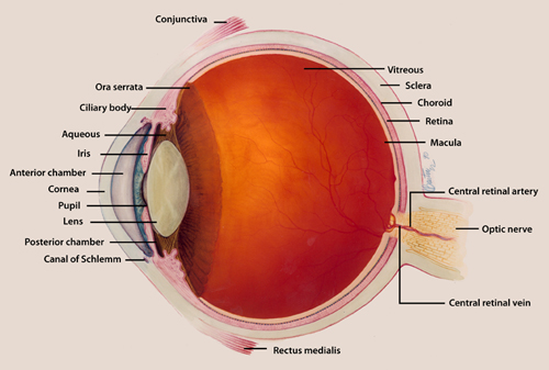 Eye with labels