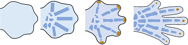 Diagram of human hand development in the womb.
