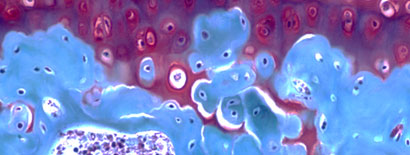 cells pathway