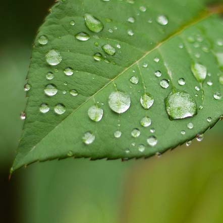 A green leaf